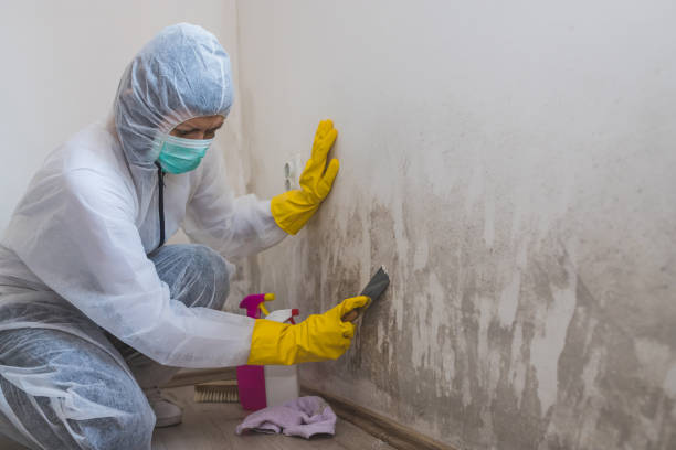 Office Mold Removal Services in Olga, FL