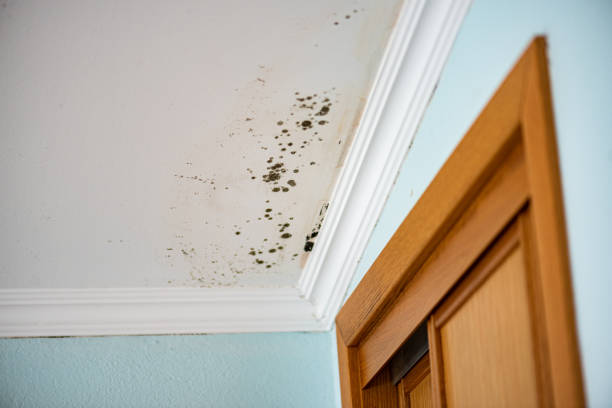 Best Emergency Mold Removal  in Olga, FL