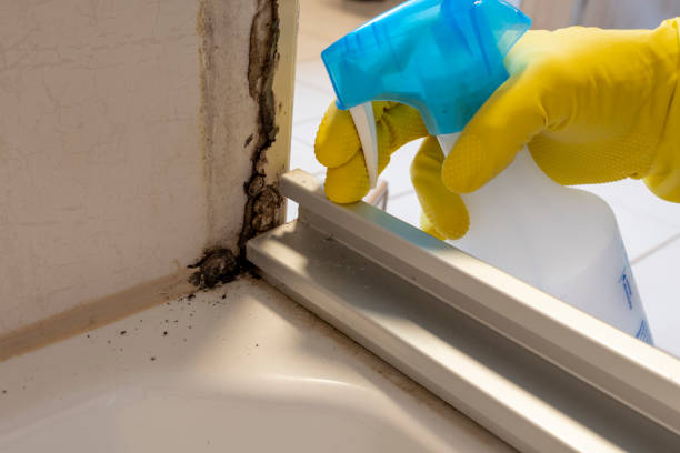 Best Black Mold Removal  in Olga, FL