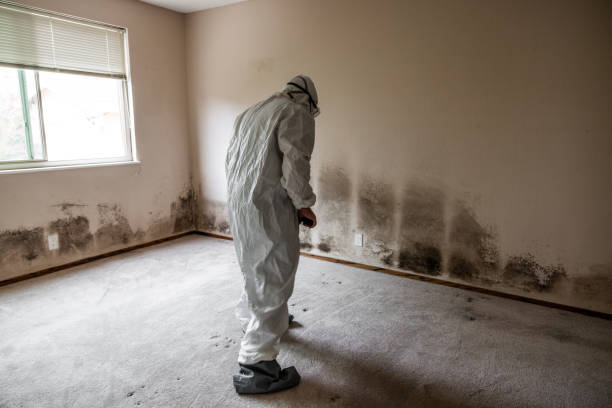 Best Best Mold Removal Companies  in Olga, FL
