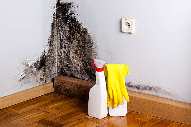 Best Mold Damage Repair  in Olga, FL